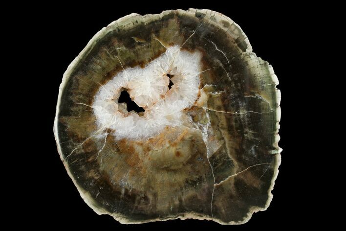 4.1" Triassic Petrified Wood (Woodworthia) Round - Zimbabwe